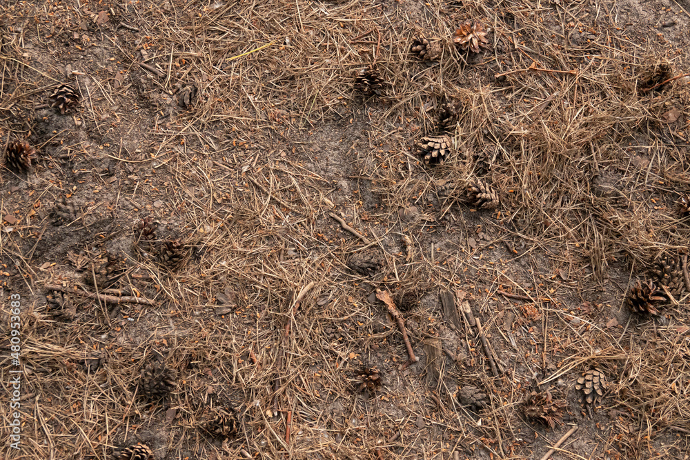 Pine cones and needles pattern surface for design. Coniferous forest dry land. Pine cones and needles pattern surface for design. Coniferous forest dry land.