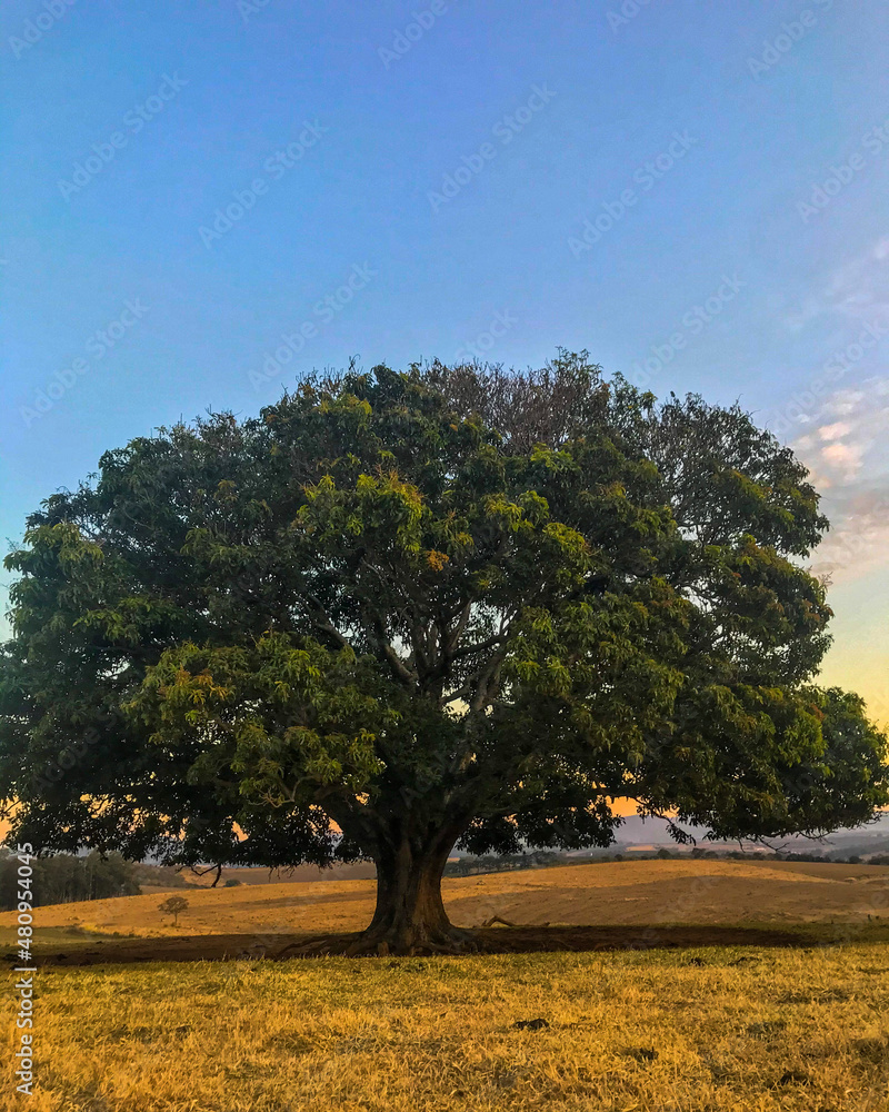Fototapeta premium tree in autumn