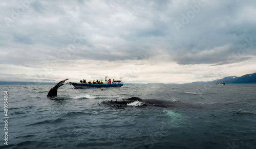 Humpback whales revealing their best features: white pectoral fins and the huge tail which are their trademark