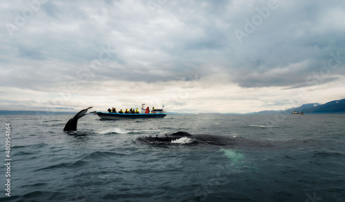 Bilde på lerret Humpback whales revealing their best features: white pectoral fins and the huge
