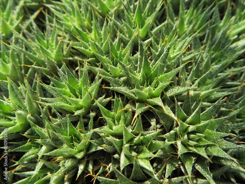 closeup of Deuterocohnia brevifolia in full frame photo