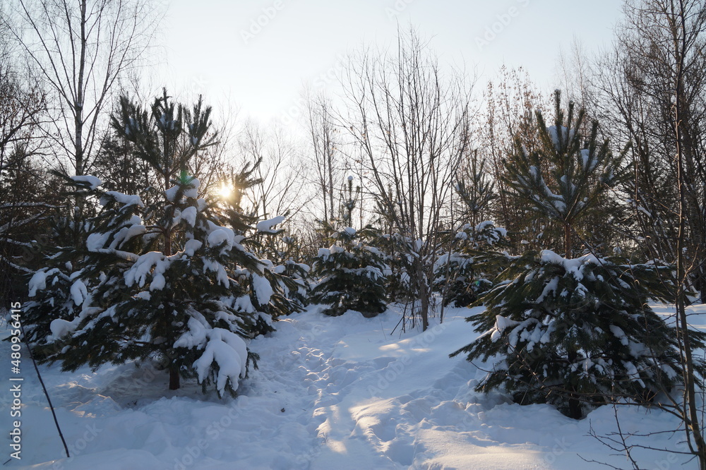snow covered trees