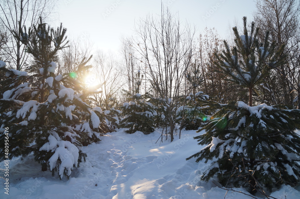 snow covered trees
