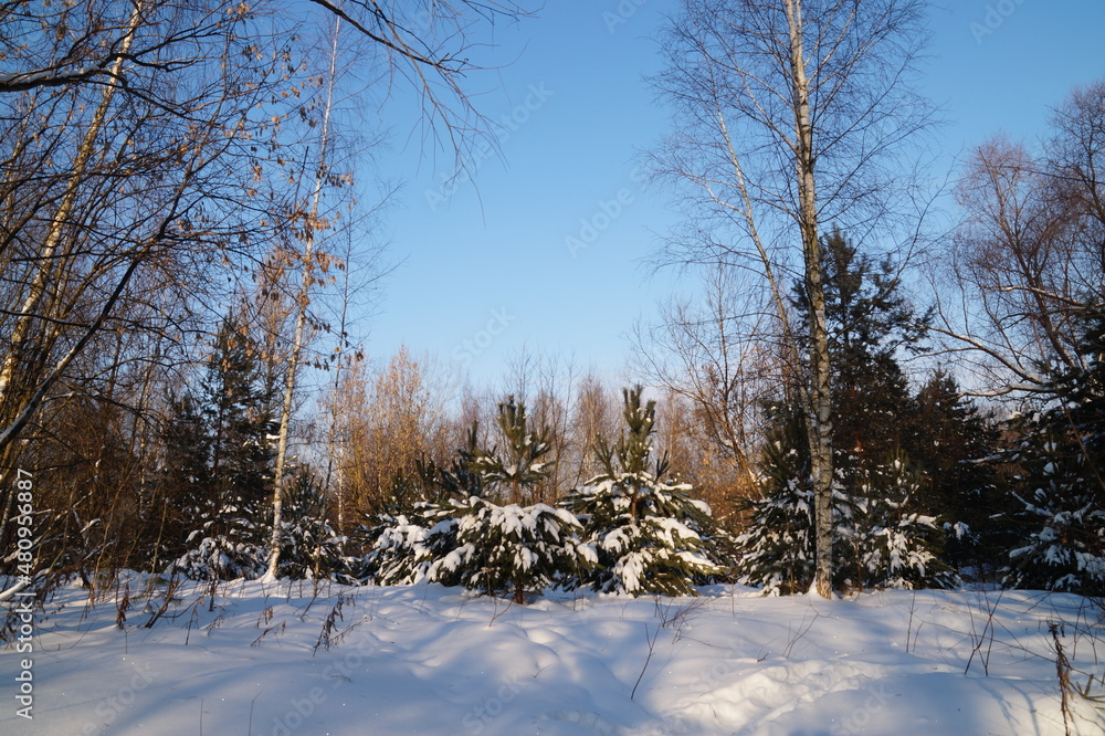 snow covered trees