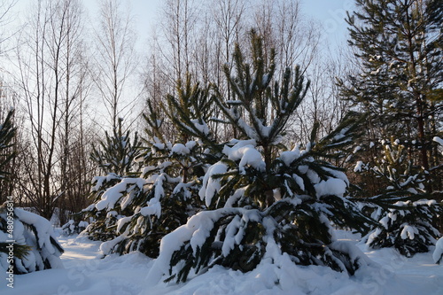 trees in snow