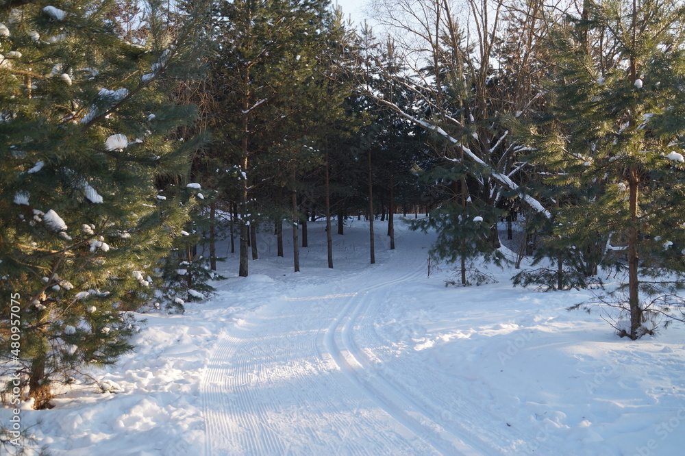 snow covered trees
