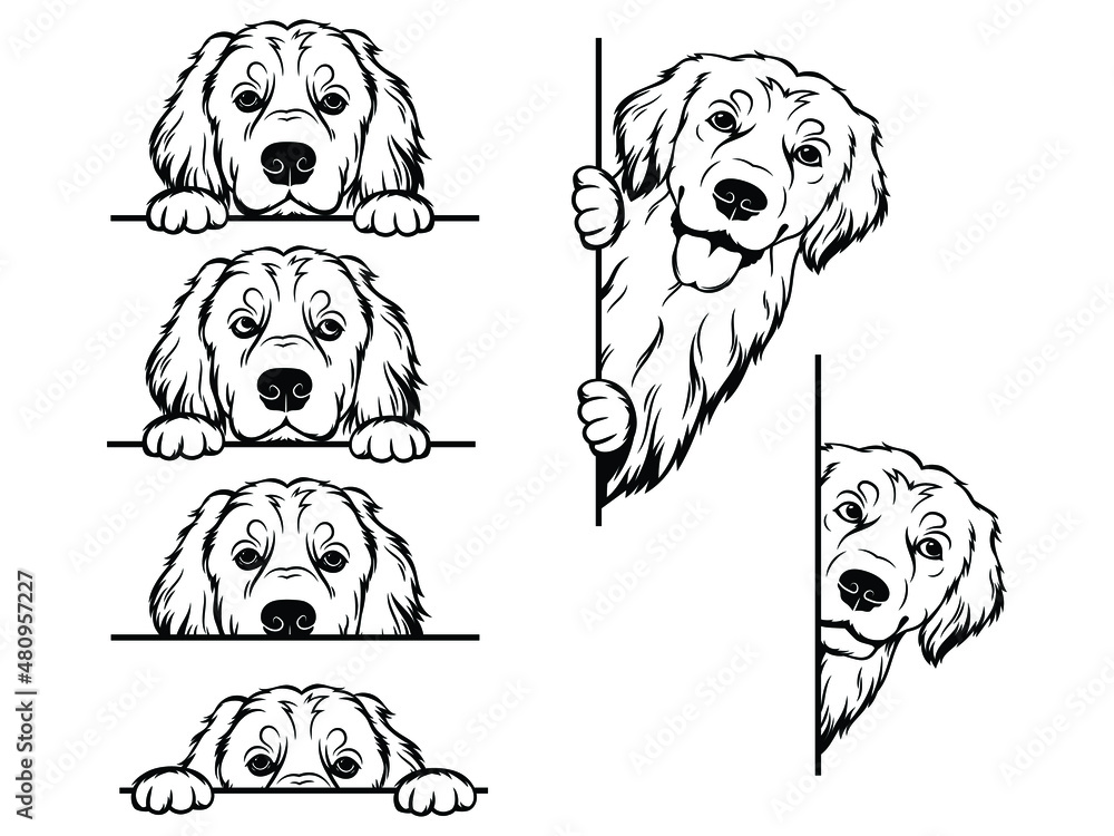 Set of peeking golden retriever of the corner. Collection of dogs looking out the window. Vector illustration on white background. Spying pets. Tattoo. - obrazy, fototapety, plakaty 