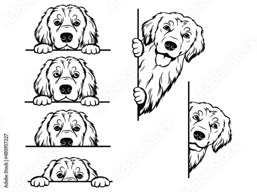 Set of peeking golden retriever of the corner. Collection of dogs looking out the window. Vector illustration on white background. Spying pets. Tattoo.