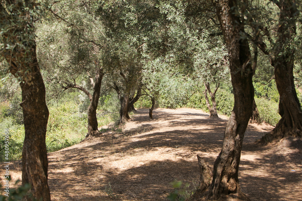 plantation of olive and . Olive trees in morocco in a sunny day plantation of olive and . Olive trees in morocco in a sunny day