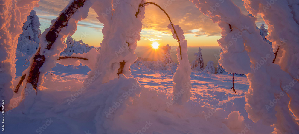 Stunning panorama background of snowy frozen trees firs landscape in winter in Black Forest - Snow view winter wonderland snowscape sunset with glowing sky in the evening