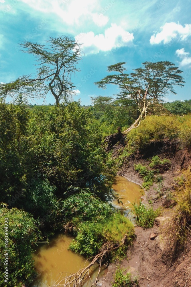 Obraz premium Scenic view of Acacia trees growing on the banks of Athi River in Nairobi National Park, kenya
