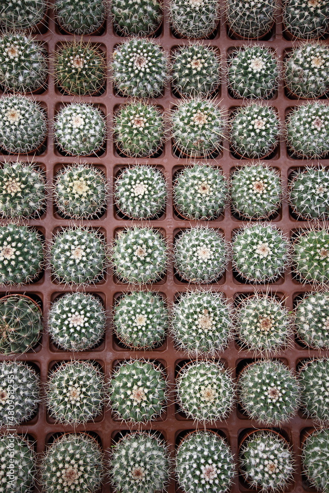 close up of a group of potted cacti close up of a group of potted cacti