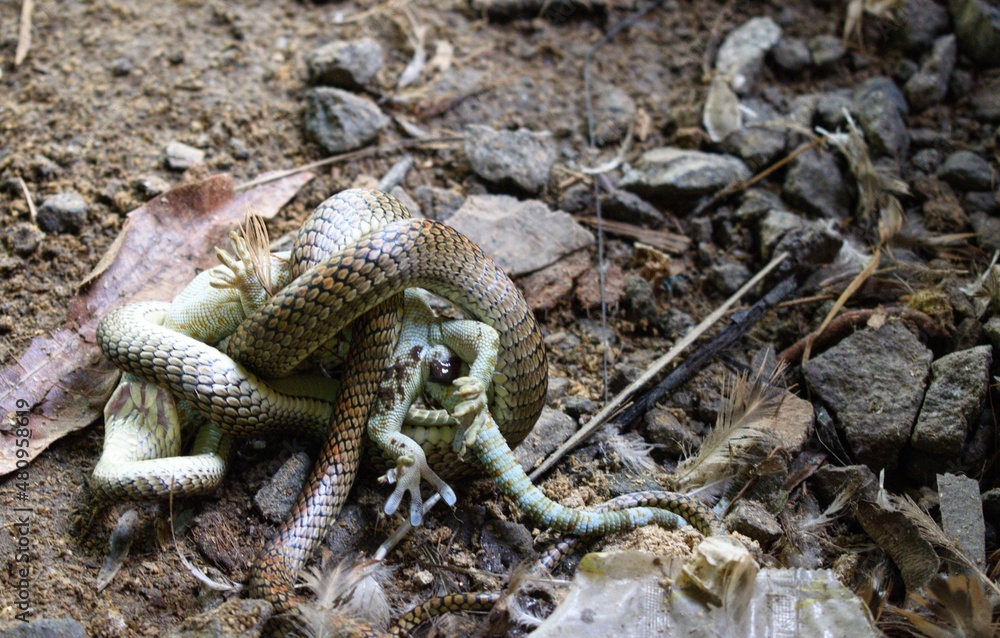 the snake is swallowing its prey the snake is swallowing its prey