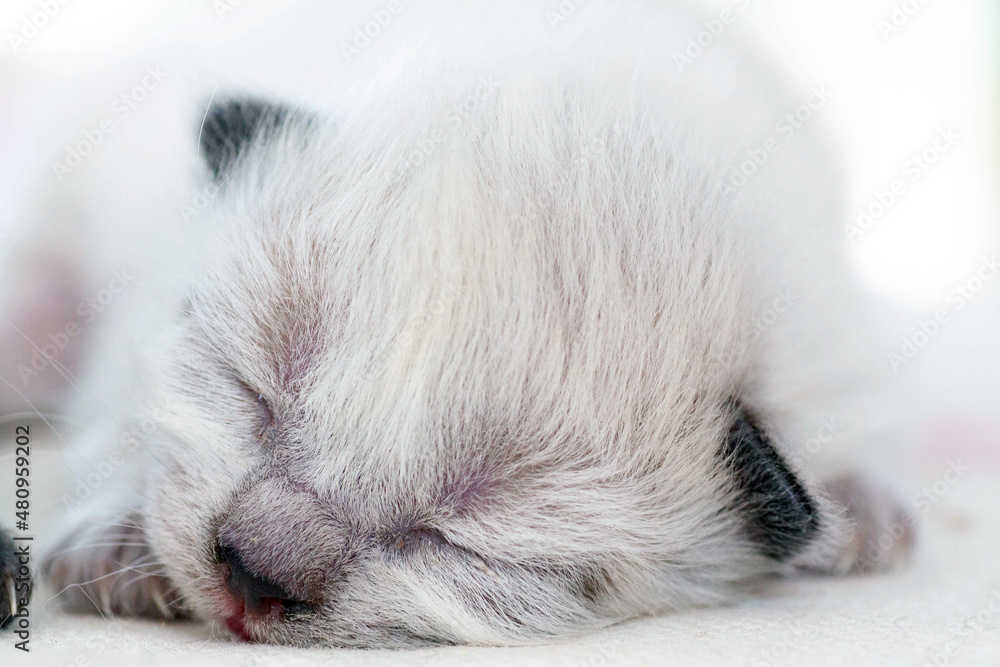 A small newborn kitten that has not yet opened its eyes after birth. The tiny kitten is sleeping. Beautiful little kitty. A small newborn kitten that has not yet opened its eyes after birth. The tiny kitten is sleeping. Beautiful little kitty.
