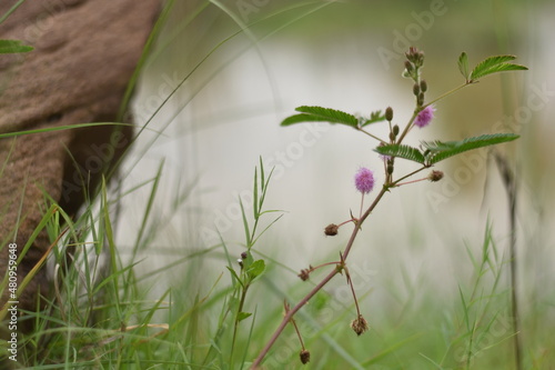 grass and a plant