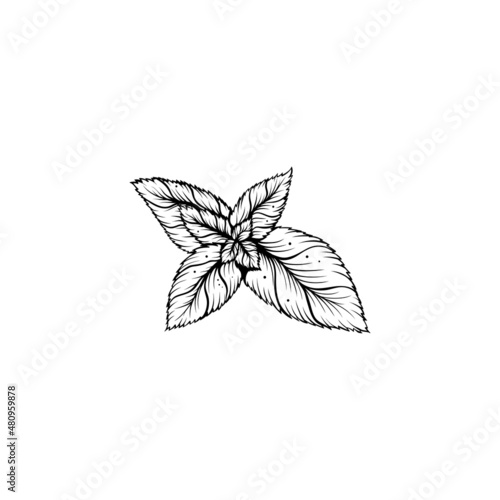 Black Engraved Mint Leaves Graphic Isolated Illustration
