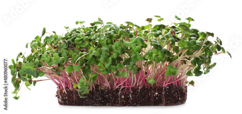 Fresh radish microgreens in soil on white background