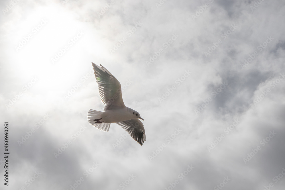 Fototapeta premium Soaring into the sky.