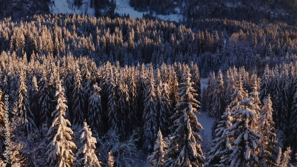 Survol drone lent rotation droite cime des arbres recouverts de neige, forêt de sapin du Jura. Rayons de soleil lumière chaude et rasante de fin d’après-midi. Contemplation beauté de la nature