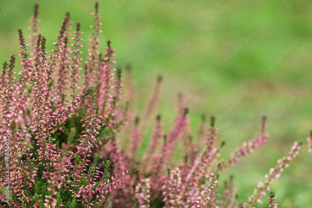 Heather shrub with beautiful flowers outdoors on spring day Heather shrub with beautiful flowers outdoors on spring day