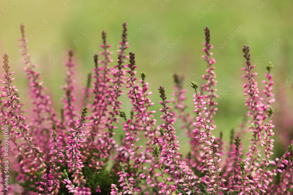 Obraz premium Heather shrub with beautiful flowers outdoors, closeup
