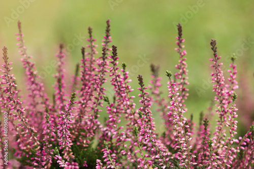 Heather shrub with beautiful flowers outdoors, closeup