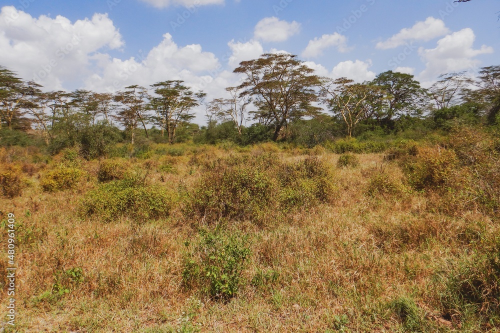 Acacia trees growing in the wild at Nairobi National Park, Kenya