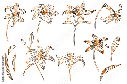 large set of vector golden flowers and leaves, lily, elements