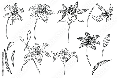 large set of vector flowers and leaves, lily, elements