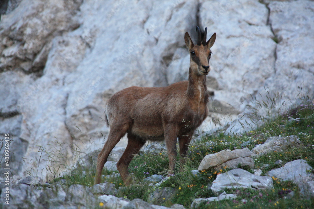 Primer plano de rebeco en zona de piedra 