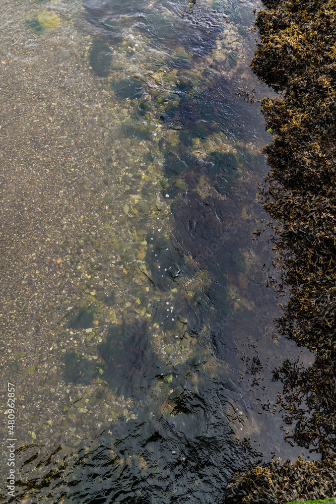 Ocean coast view with seagrass Ocean coast view with seagrass