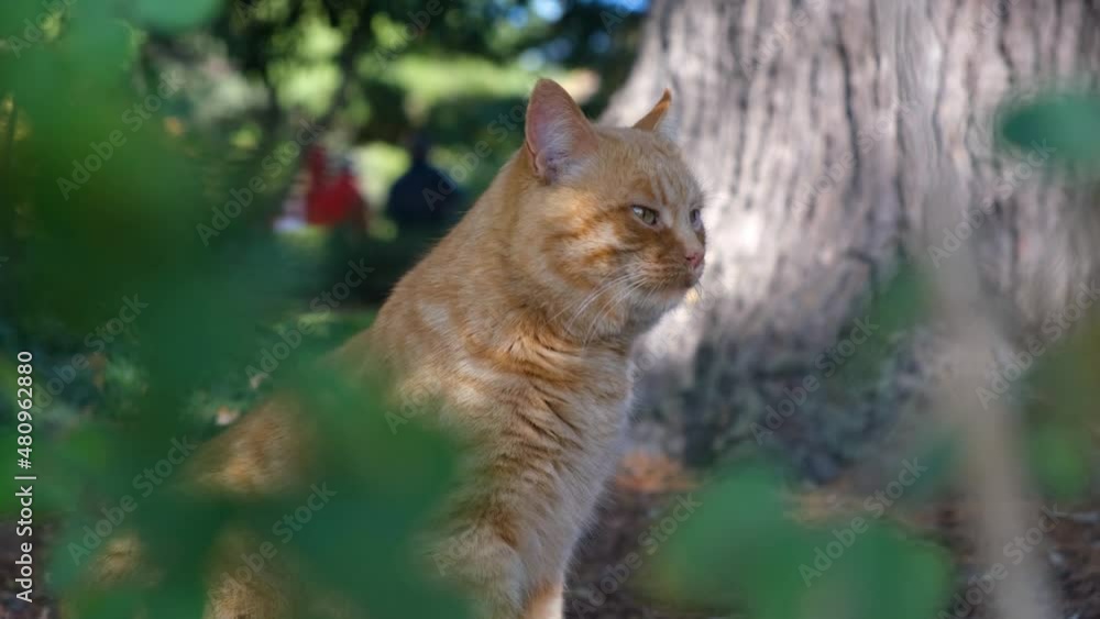 A red striped cat. Close-up portrait. Surprised gaze open mouth. Funny fat homeless cat is sitting under a green bush. Beautiful green sad eyes. The concept of love for domestic and wild animals. A red striped cat. Close-up portrait. Surprised gaze open mouth. Funny fat homeless cat is sitting under a green bush. Beautiful green sad eyes. The concept of love for domestic and wild animals.