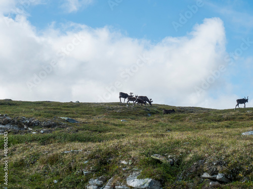 Group of reindeers grazing in arctic tundra grass, hill and rocks. Reindeer in wild in natural environment at Lapland, northern Scandinavia, Sweden. Summer day