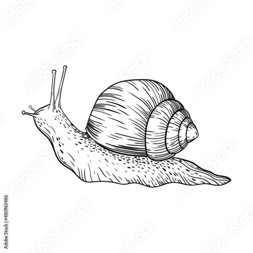 vector line illustration snail gastropod mollusk