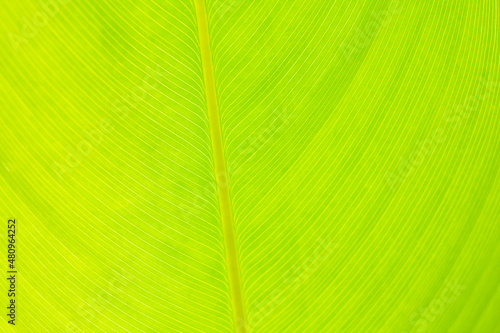 green leaf detail line  texture background Natural wallpaper