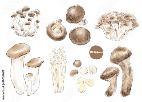 set of mushrooms