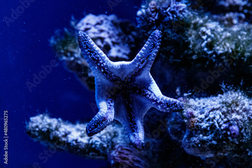 macro blue starfish linckia laevigata photo