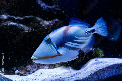 Fish Painted Triggerfish Rhinecanthus aculeatus photo