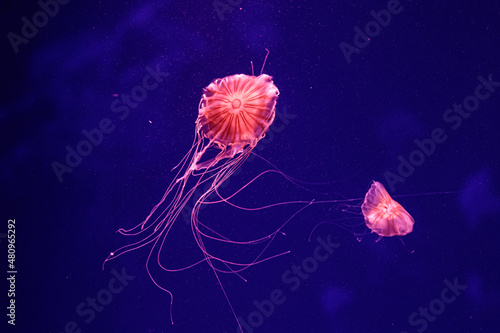 macro of a beautiful jellyfish chrysaora quinquecirrha