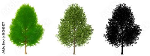 Set or collection of Black Poplar trees, painted, natural and as a black silhouette on white background. Concept or conceptual 3d illustration for nature, ecology and conservation, strength, endurance