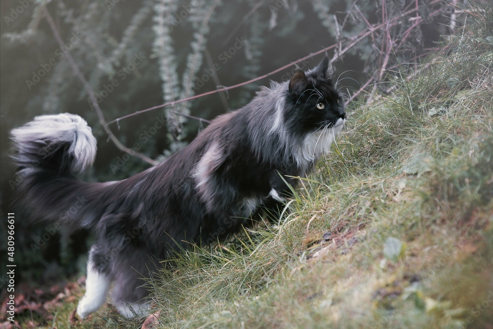 Obraz premium Cats 