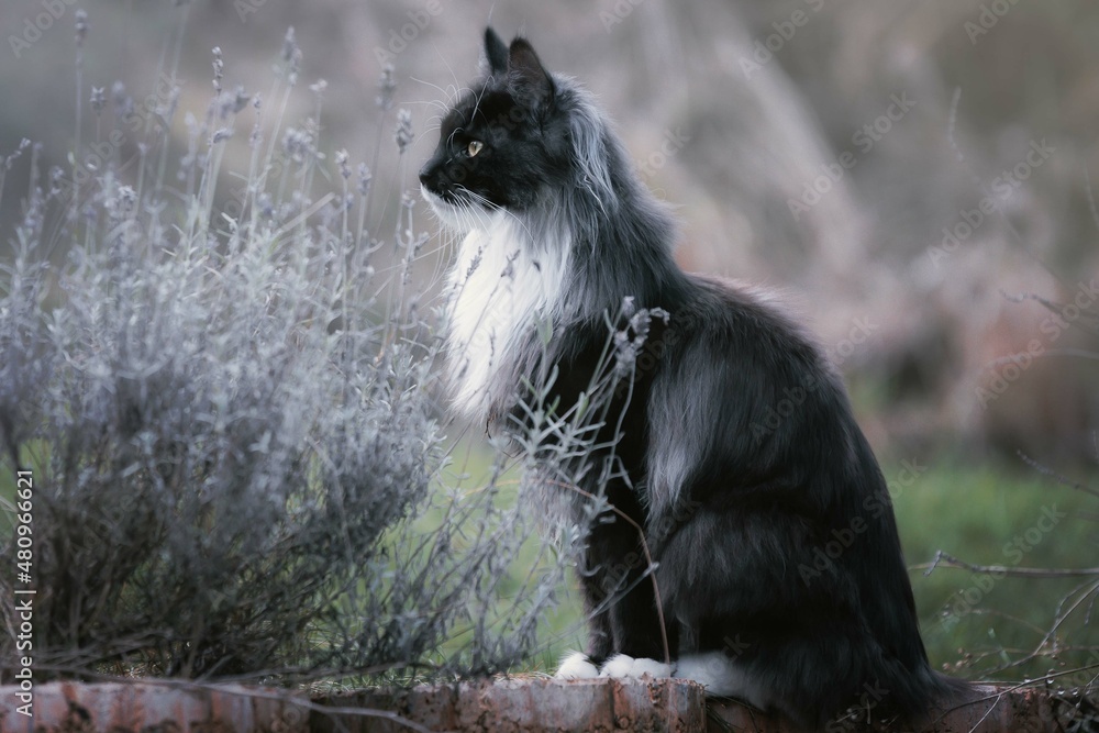 Obraz premium Cats 