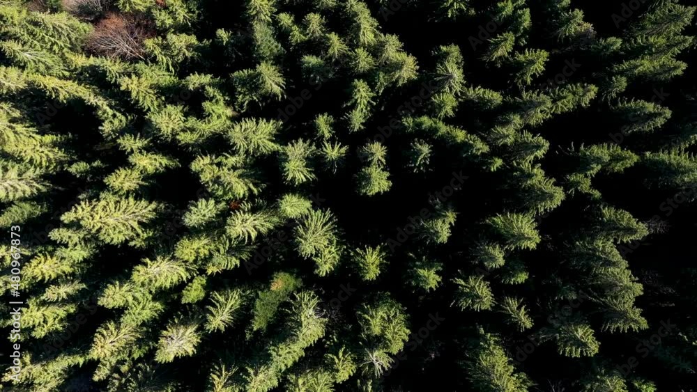 Flying above an evergreen forest. Aerial drone view Flying above an evergreen forest. Aerial drone view