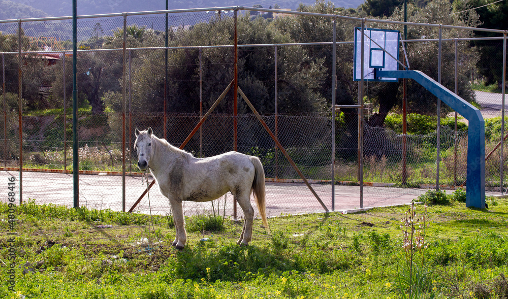 Obraz premium Greece 2018