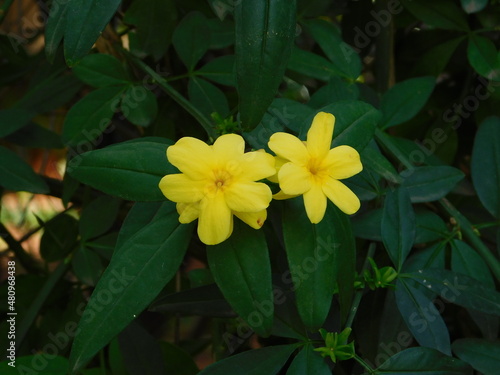 Winter jasmine, or Jasminum nudiflorum, yellow flowers