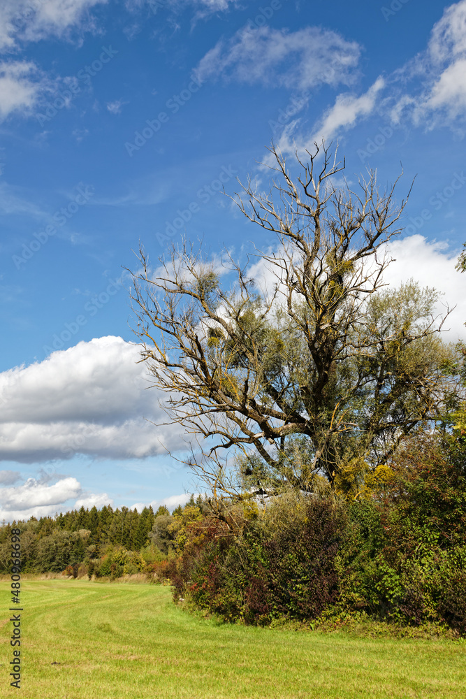 Wiese am Waldrand mit einem kahlen Baum, darüber ein blauer Himmel mit Wolken, Deutschland, Europa Wiese am Waldrand mit einem kahlen Baum, darüber ein blauer Himmel mit Wolken, Deutschland, Europa