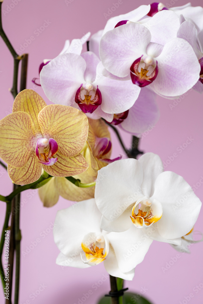 Phelaenopsis orchid. Orchid flower on a pink background. Selective focus, close-up, copy space. Phelaenopsis orchid. Orchid flower on a pink background. Selective focus, close-up, copy space.