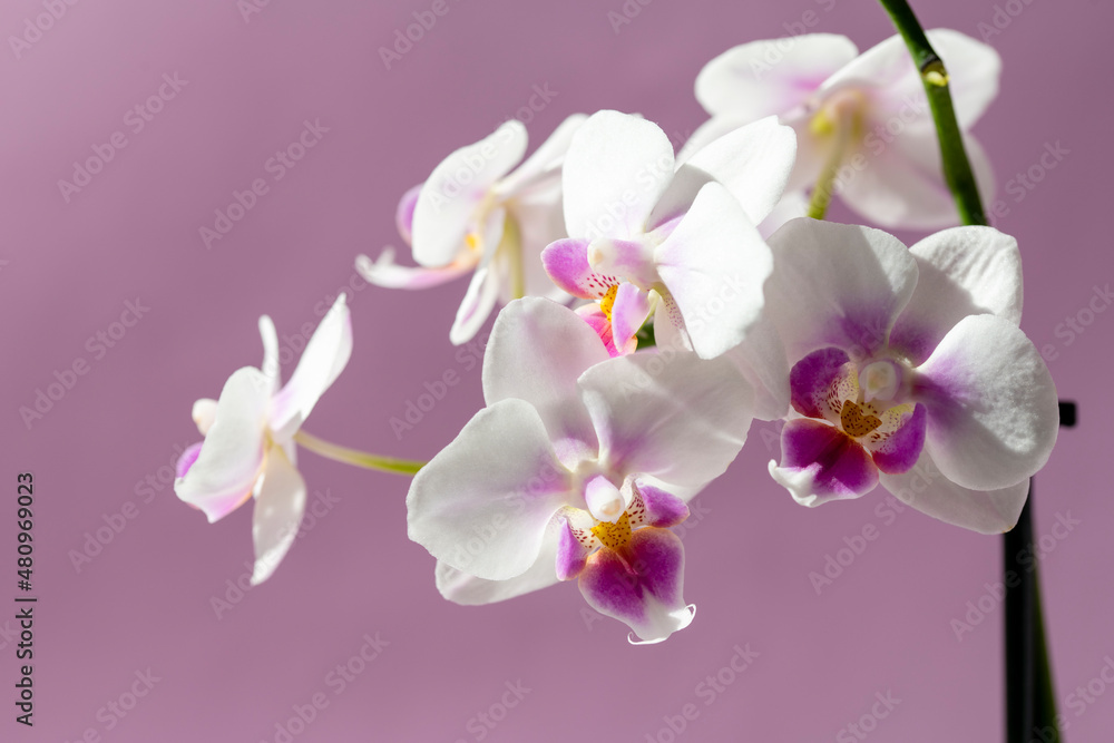 Phelaenopsis orchid. Orchid flower on a pink background. Selective focus, close-up, copy space.