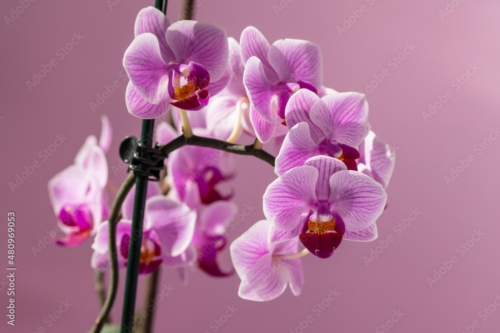 Phelaenopsis orchid. Orchid flower on a pink background. Selective focus, close-up, copy space. Phelaenopsis orchid. Orchid flower on a pink background. Selective focus, close-up, copy space.