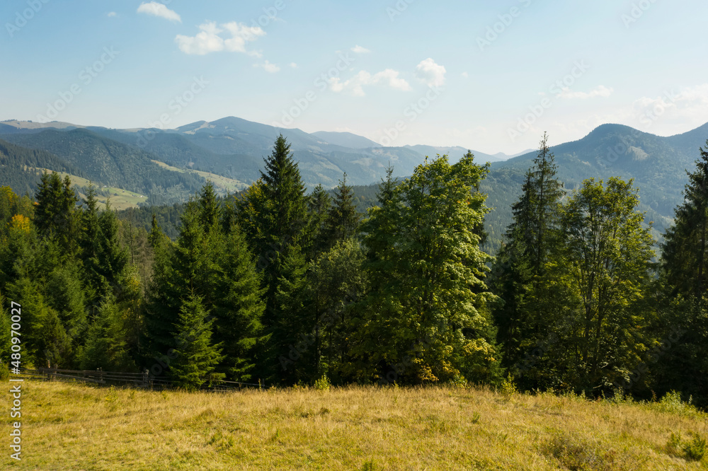 Fototapeta premium Beautiful view of mountains covered with green trees on sunny day